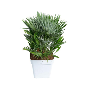 Visuel 1 du produit Chamaerops Humilis Vulcano ou Palmier nain en pot de 7 L