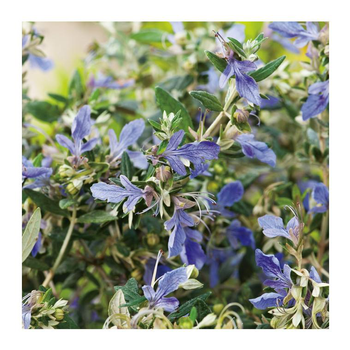 Visuel 1 du produit Germandrée Arbustive - pot 10 L