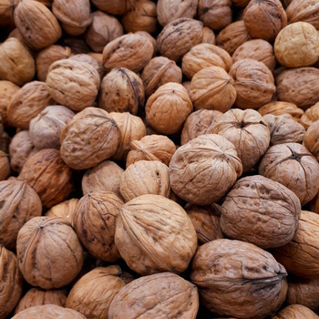 Visuel 1 du produit Noyer Mayette. Le pot de 15 litres