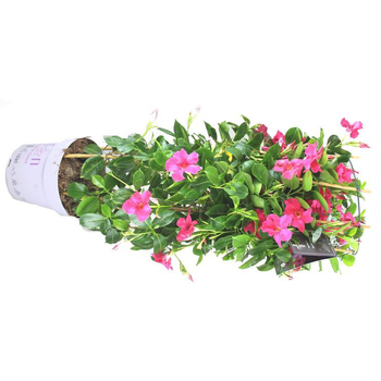 Visuel 1 du produit Dipladénia ou Mandevilla à fleurs multicolores - Le double arceau hauteur 90 cm