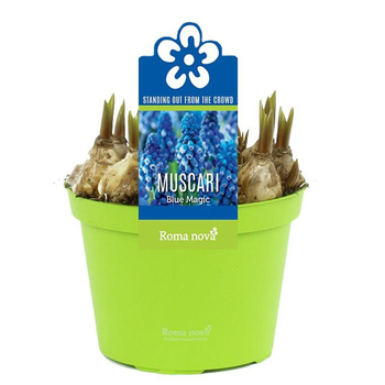 Visuel 1 du produit Muscari Blue Magic - Le pot de 1 litre