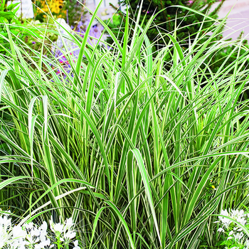 Visuel 1 du produit Miscanthus sinensis Variegatus vert botanic®. Le pot de 2 litres