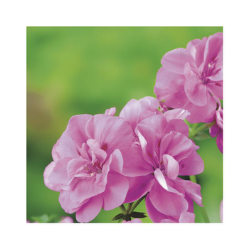 Visuel 1 du produit Géranium lierre double rose - Le pack de 6 plants