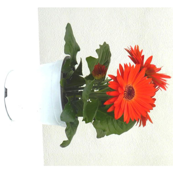 Visuel 1 du produit Gerbéra nain - Le pot de 1 litre