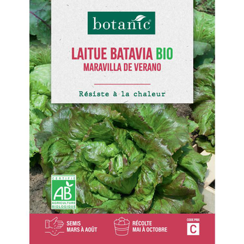 Visuel 1 du produit Graines de laitue batavia merveille de Vérone bio botanic® - graines à semer