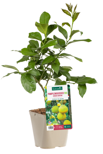 Visuel 1 du produit Pamplemoussier Hirado Buntan Bio. Le pot de 3 litres
