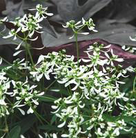 Visuel 1 du produit Euphorbe Diamond Frost - Le pot de 1 litre