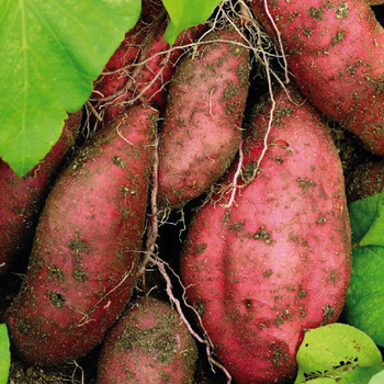 Visuel 1 du produit Patate Douce Beauregard. Le pot de 10,5 cm