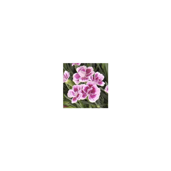 Visuel 1 du produit Dianthus Pink Kisses - Le pot de 10.5 cm