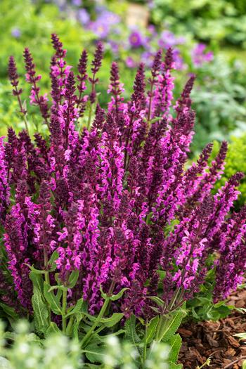 Visuel 1 du produit Sauge des bois ‘Moulin Rouge’ - Le pot de 2 litres