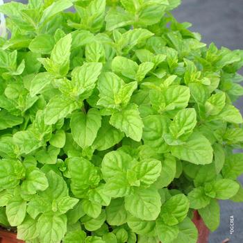 Visuel 1 du produit Menthe verte. Le pot de 1 litre