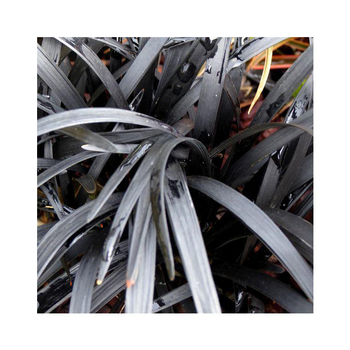 Visuel 1 du produit Ophiopogon Planiscapus Black Beard noir en pot de 2 L