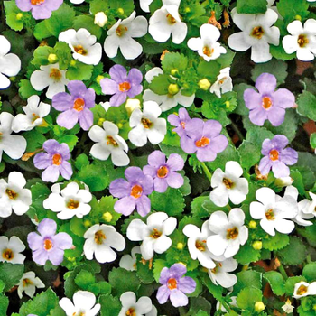 Visuel 1 du produit Bacopa Coloris. La barquette de 6 plants