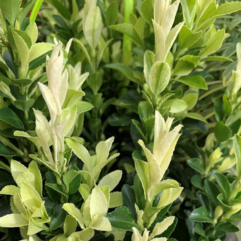Visuel 1 du produit Euonymus jap. Microphyllus paloma blanca