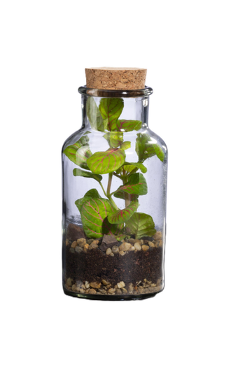Visuel 1 du produit Terrarium autonome Barrate M botanic® - Ø 6,7 x 13,5 cm