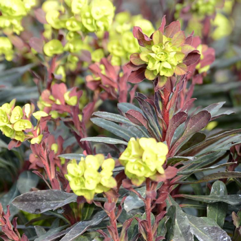 Visuel 1 du produit Euphorbe faux-amandier purpurea rouge en pot de 2 L