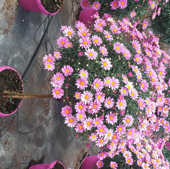 Visuel 1 du produit Anthemis Tige Rose. Le pot de 3 litres