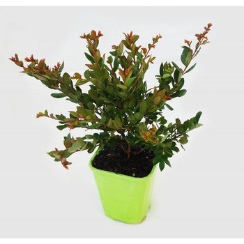 Visuel 1 du produit Lagerstroemia Indica With Love Eternal coloris violet. Le pot de 4 litres