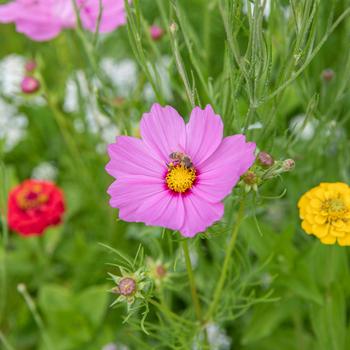 Visuel 1 du produit Graines Des fleurs pour les abeilles - sachet de 6 m²