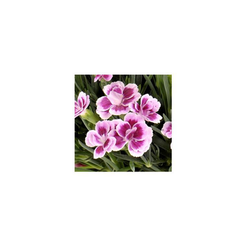 Visuel 1 du produit Oeillet Nain - La jardinière de 25 cm