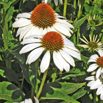 Visuel 1 du produit Rudbéckia blanc - Le pot de 9 x 9 cm
