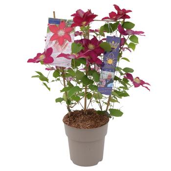 Visuel 1 du produit Clématite variée Raymond Evison - en pot de 3 L