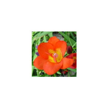 Visuel 1 du produit Freesia - Le pot de 2,5 litres