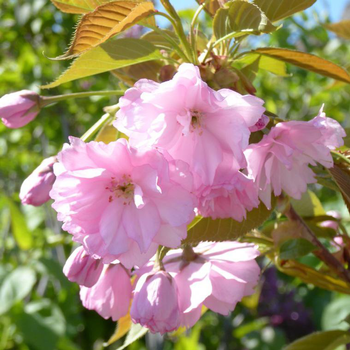 Visuel 1 du produit Prunus Accolade rose. Le pot de 7,5 litres, 120/150 cm