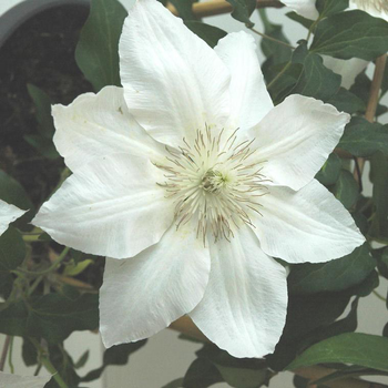 Visuel 1 du produit Clématite pour pots - Le pot de 4 litres