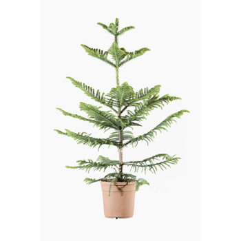 Visuel 1 du produit Araucaria Excelsa en pot de 3 L vert