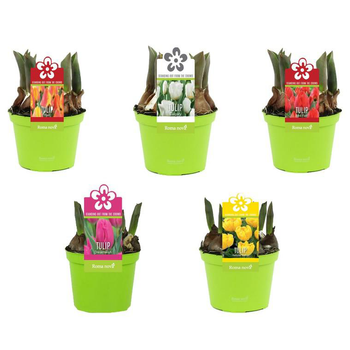 Visuel 1 du produit Tulipe - Le pot de 1 litre