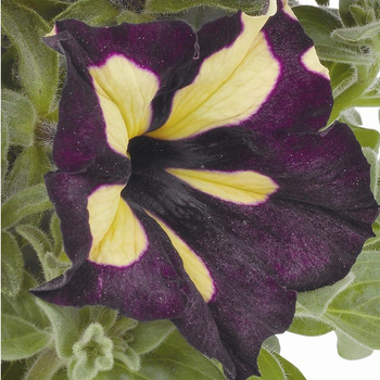 Visuel 1 du produit Pétunia Queen be - Le pot de 1 litre