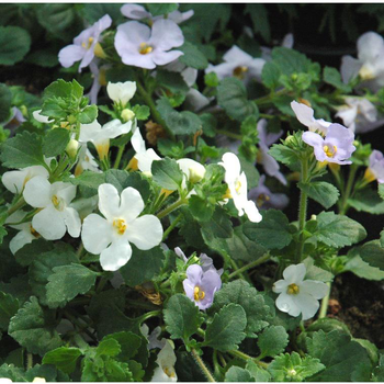 Visuel 1 du produit Bacopa (Sutera cordata) à fleurs multicolores - Le pack de 4 plants