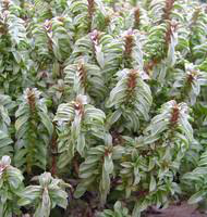 Visuel 1 du produit Sarriette Bio. Le pot de 1 litre