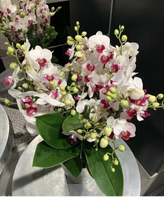 Visuel 1 du produit Orchidée Phalaénopsis Duetto Safe Haven 6 branches. Le pot de Ø 17 x H 50 cm