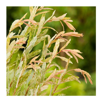 Visuel 1 du produit Saule Crevette - pot 12 L