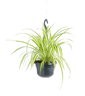 Visuel 1 du produit Chlorophytum (Plante araignée) verte. La suspension Ø 14 cm