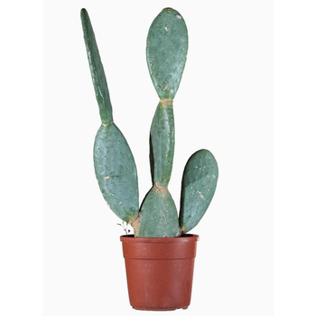 Visuel 1 du produit Opuntia Lanceolata en pot de 9 L vert