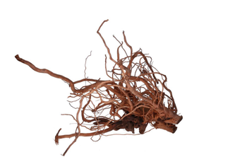 Visuel 1 du produit Racine décorative pour terrarium en bois naturel coloris marron Aquavie racine Curlivigne - Taille XL