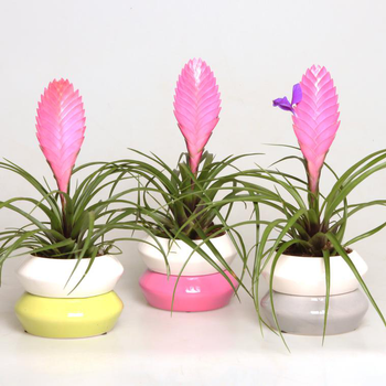 Visuel 1 du produit Tillandsia avec cache-pot