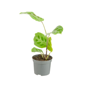 Visuel 1 du produit Plante verte. Le pot de ø 8,5 cm