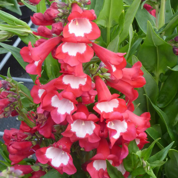 Visuel 1 du produit Penstemon - Le pot Theo de 4,5 litres