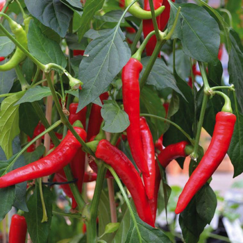 Visuel 1 du produit Piment De Cayenne Bio. Le pot de 10,5 cm