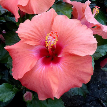 Visuel 1 du produit Hibiscus long Life 'Yupla' Tige - Le pot de 24 cm