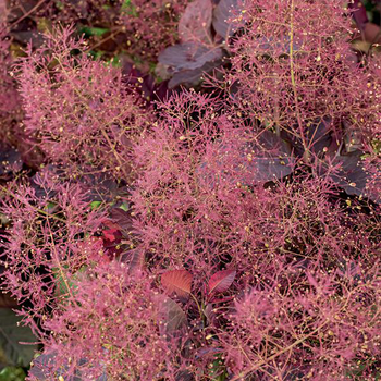 Visuel 1 du produit Arbre à perruques ‘Grace’ rouge. Le pot de 7L