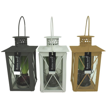 Visuel 1 du produit Jacinthe en pot. La composition déco de 10 cm