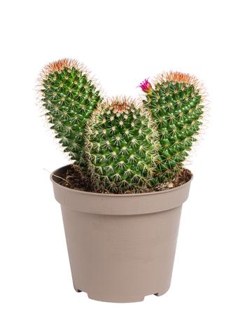 Visuel 1 du produit Cactus mix botanic®. Le pot de Ø 9 cm