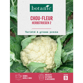 Visuel 1 du produit Graines de choux-fleur géant d'automne primus botanic® - graines à semer