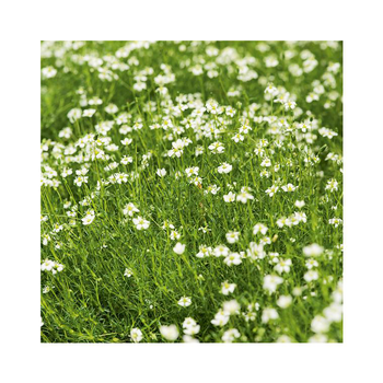 Visuel 1 du produit Sagina Subulata - Le pot de 3 litres