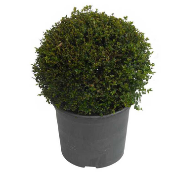 Visuel 1 du produit Chèvrefeuille arbustif en pot de 5 litres